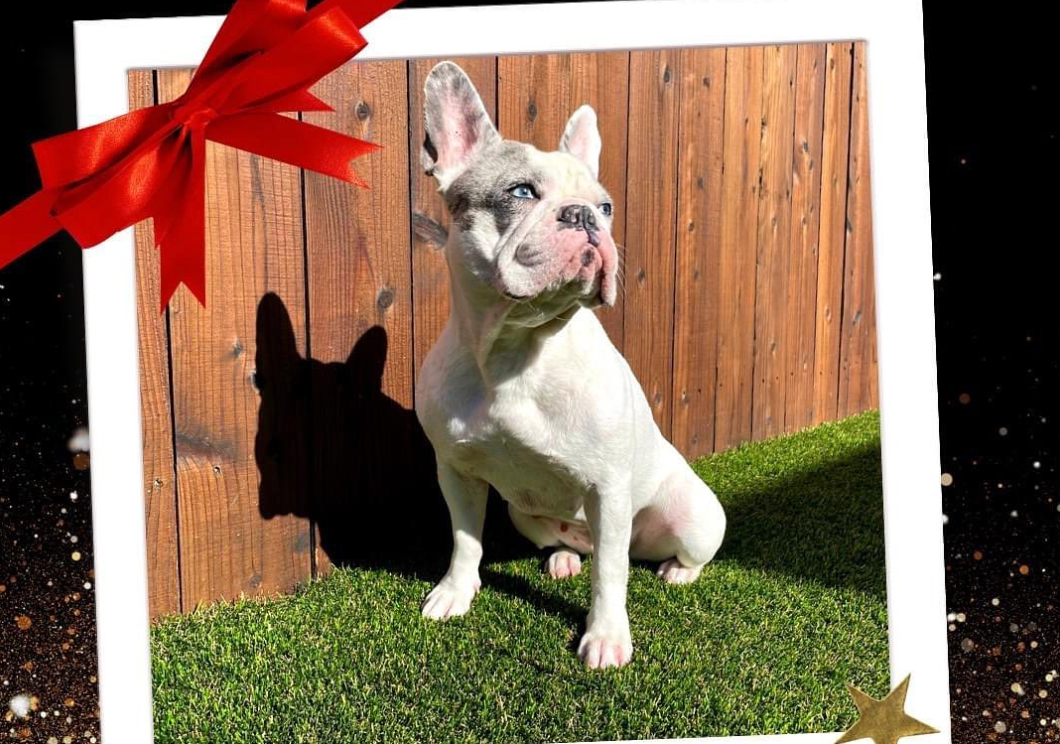 Adorable French Bulldog sitting on artificial grass with a shadow silhouette against a wooden fence, framed by a graphic with a red bow, ideal for pet-friendly turf advertising.